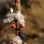 Almendros en flor en la hora dorada