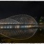 El puente de Calatrava o puente del hospital