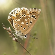 Lavanda