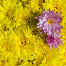 En vez de lazo rosa, una flor ... por Emilio