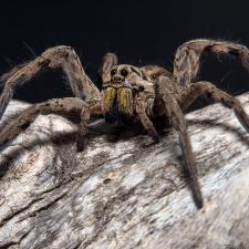 Lycosa tarantula