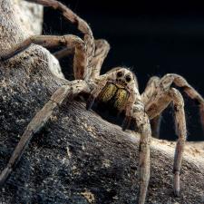 Lycosa tarantula (Tarántula mediterránea)