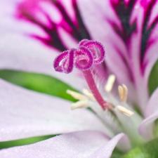 Pelargonium crispum - hembra