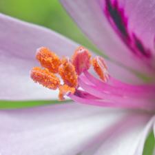 Pelargonium crispum - macho