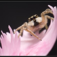 Araña saltarina I por Emilio