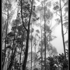 Bosque húmedo colombiano