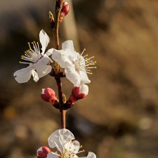 Almendros en flor en la hora dorada