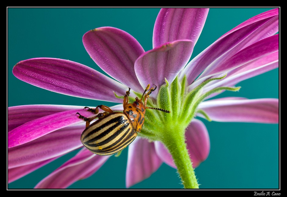 Escarabajo de la patata (Leptinotarsa decemlineata) por Emilio