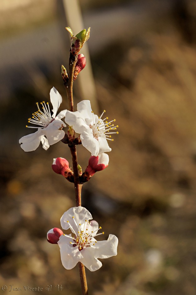 Almendros en flor en la hora dorada