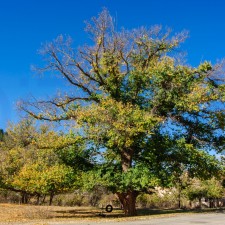 El Arbol y la rueda - Ignoto