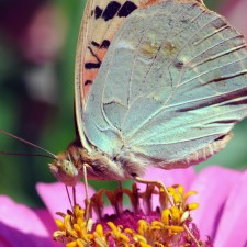 pose de mariposa