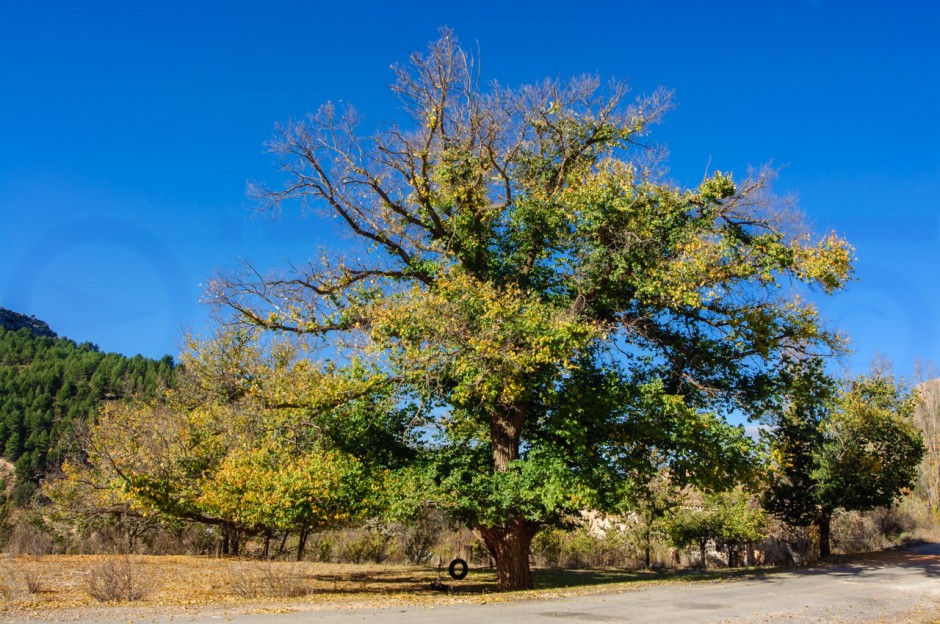 El Arbol y la rueda - Ignoto