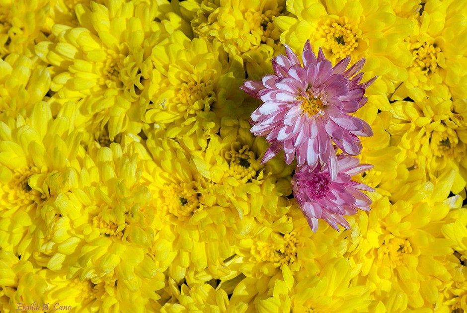 En vez de lazo rosa, una flor ... por Emilio