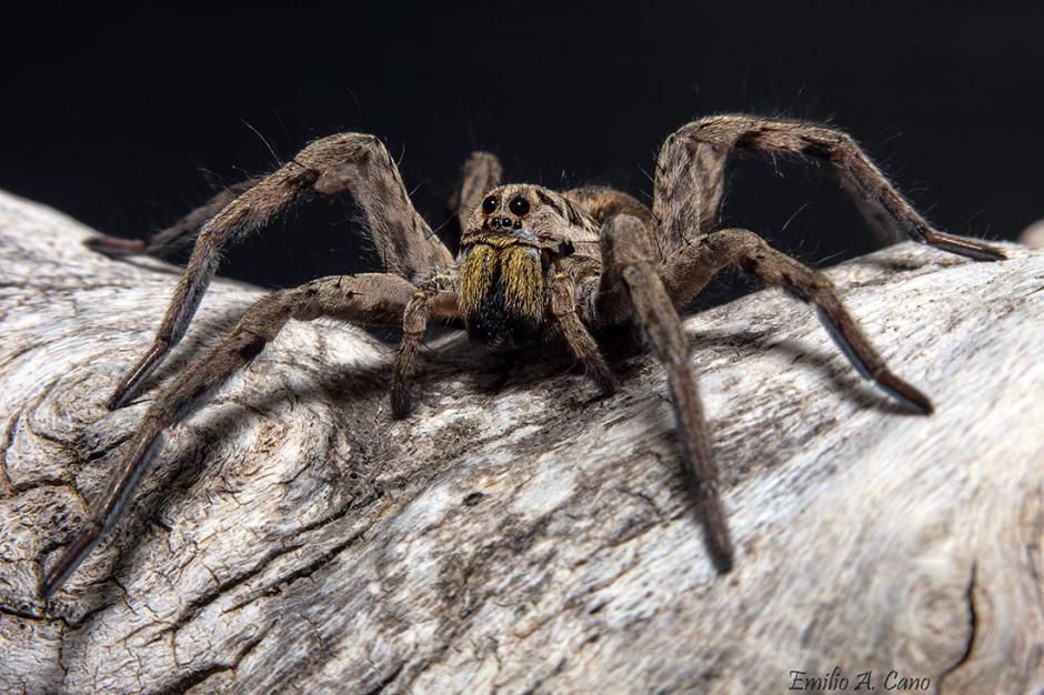 Lycosa tarantula