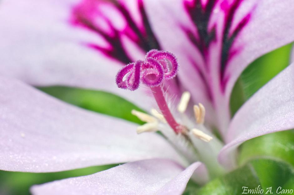 Pelargonium crispum - hembra