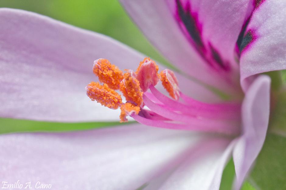 Pelargonium crispum - macho