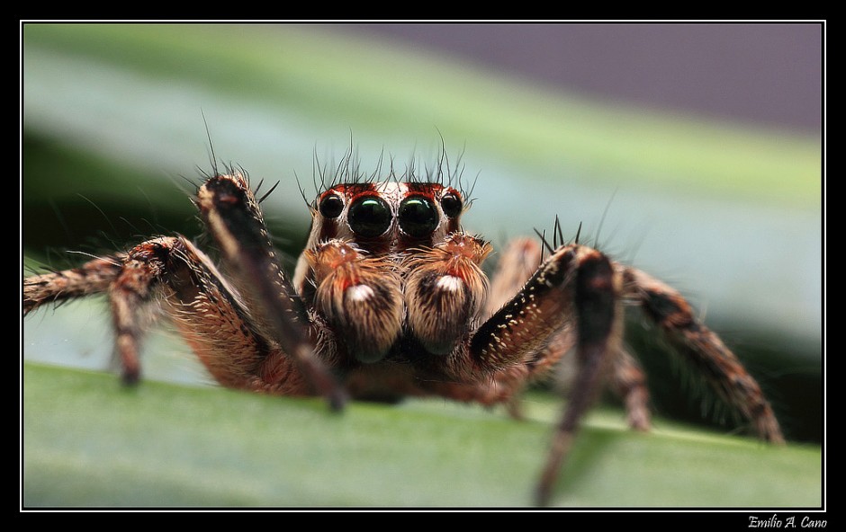 Araña saltarina II por Emilio