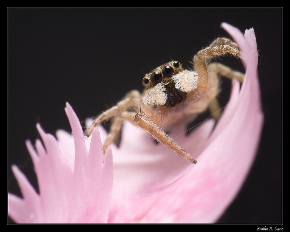 Araña saltarina I por Emilio