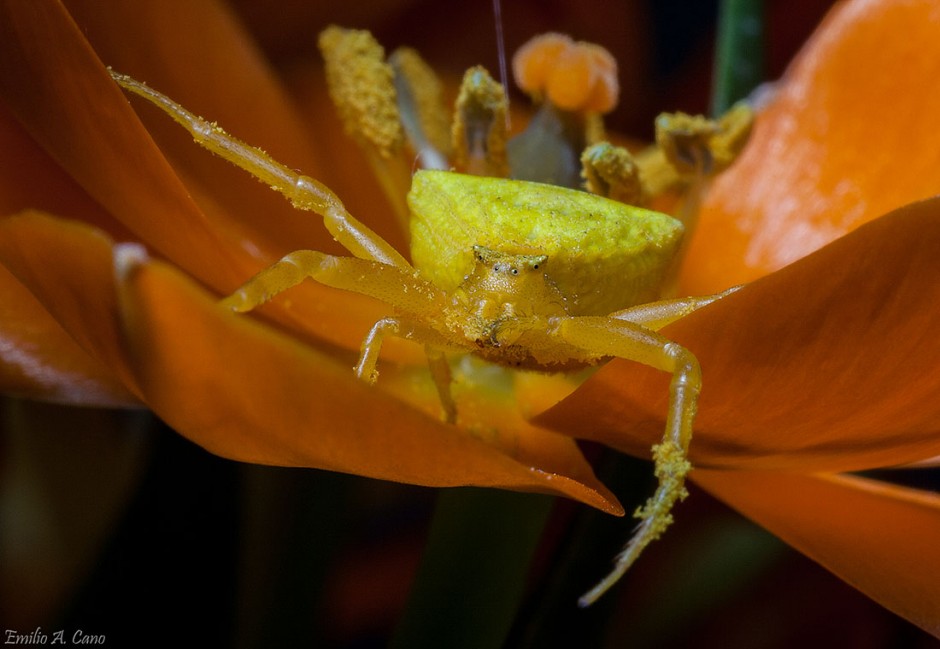 Thomisus onustus II por Emilio