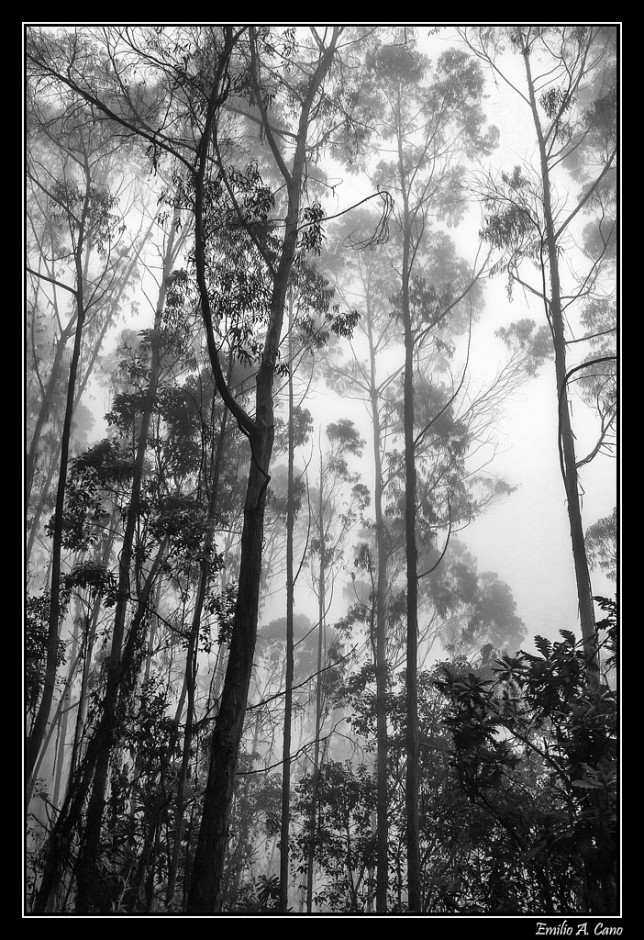 Bosque húmedo colombiano
