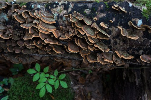 Hongos