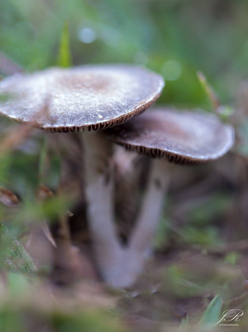 Setas de Camarillas
 