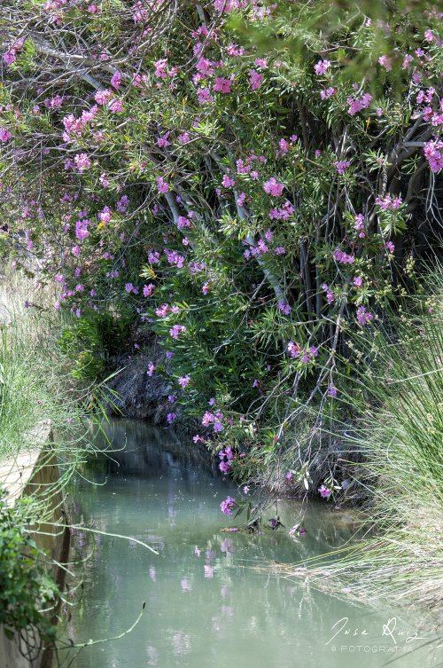 Acequia