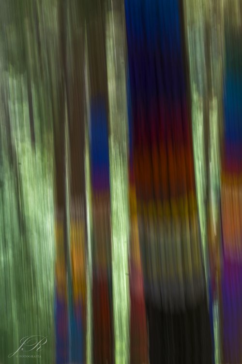 Bosque de Oma