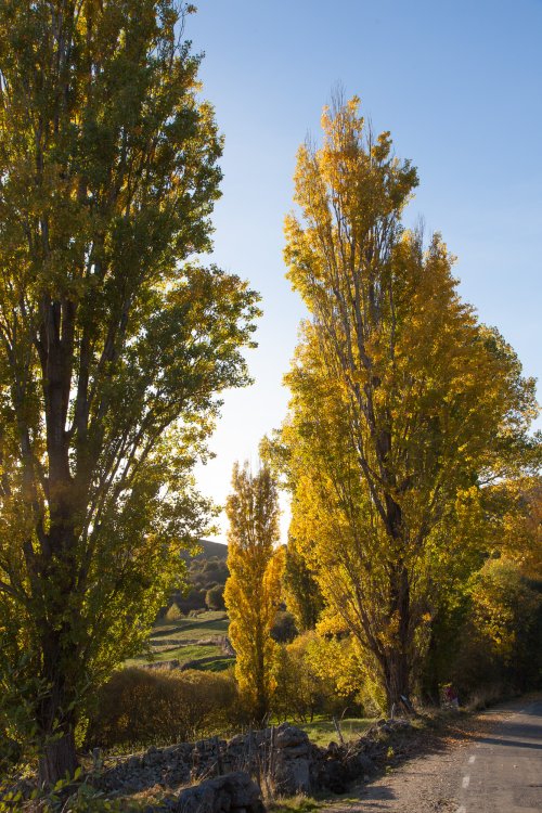 Arboles en otoño 2