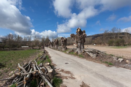Arboles y madera