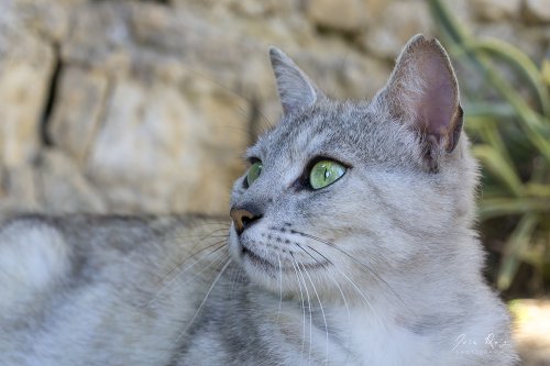 La verde mirada
