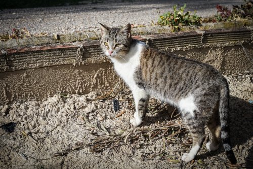 Gato JoseRuizMan 1