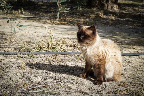 Gato JoseRuizMan 2