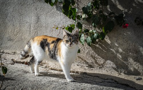 Gato JoseRuizMan 3