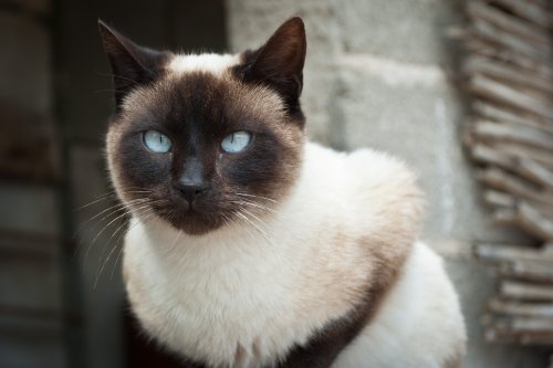 Gato JoseRuizMan 4