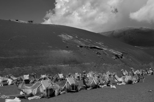 Camellos Lanzarote