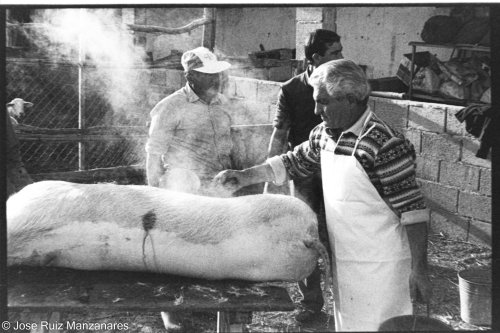 Matanza huertana en los