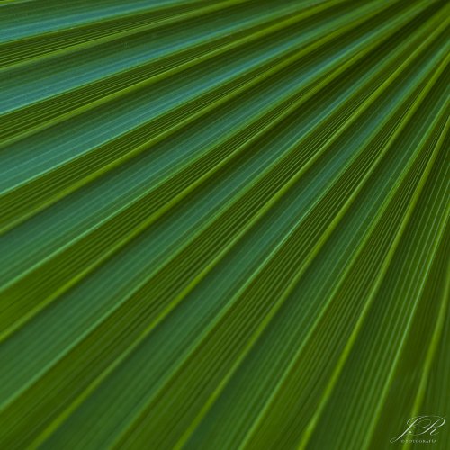 Palmera
 