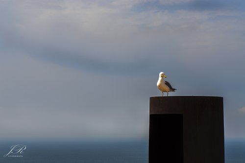 Gaviota