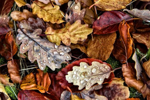 Otoño II