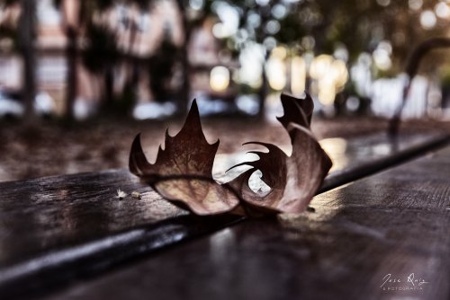 Otoño III