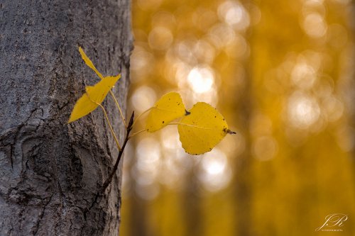 Otoño VI