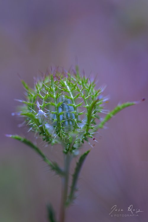 Esfera de espinas