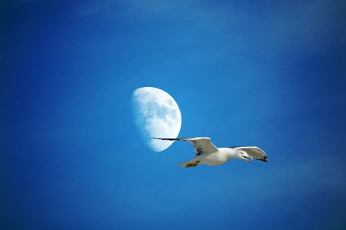 Gaviota
 