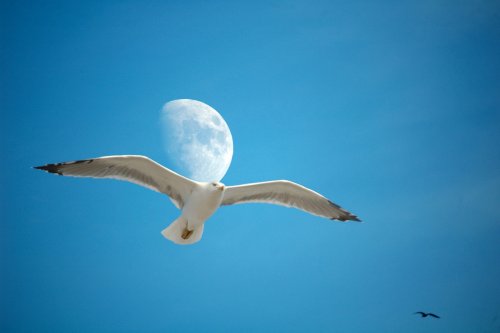 Con la luna a cuestas