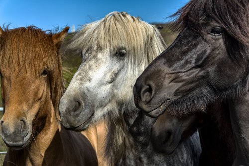 Caballos