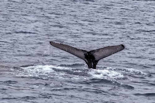 Ballena