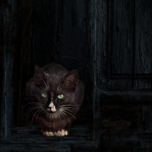 gato
 