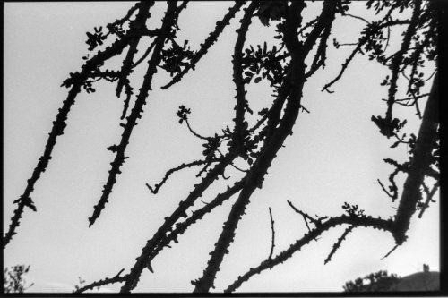 Almendro en flor también por