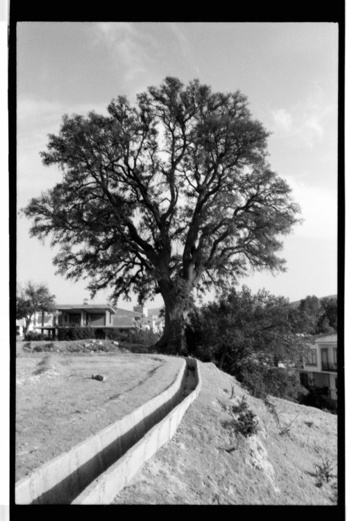 Arbol del 91